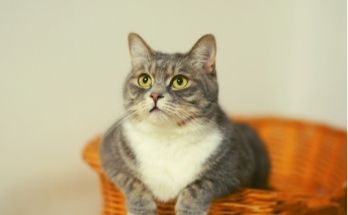 Sonhar com Gato Significados de sonhar com gatos